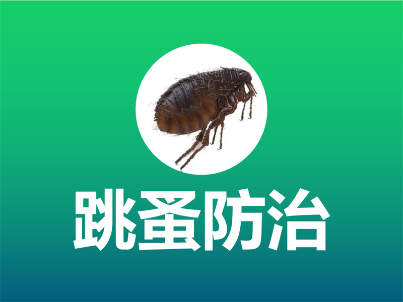 跳蚤防治